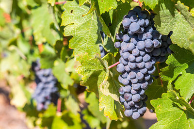 Grapes in Stellenbosch Winelands, South Africa