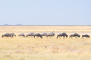 image 2 for NAMIBIA SAFARI: NAMIB + SWAKOPMUND + ETOSHA in Namibia
