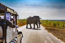 Group escorted accessible safari in South Africa
