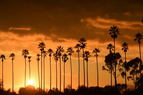 Palm trees in Los Angeles, California