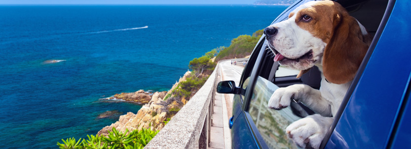 Dog on holiday looking out car window