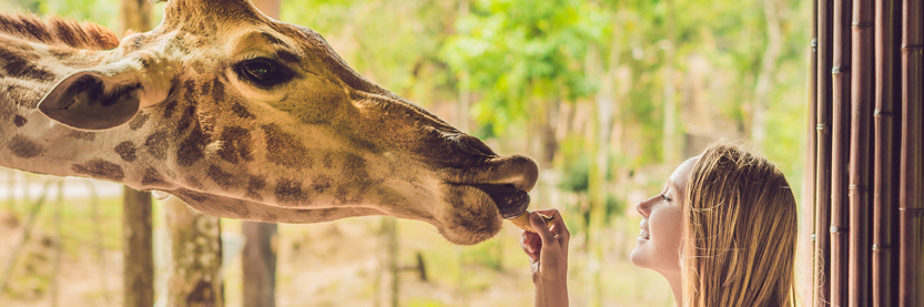 Holidaymaker feeding a giraffe