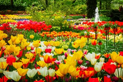 Tulips in Keukenhof Gardens