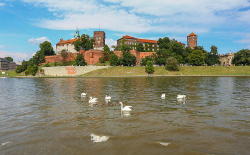 Swans on a lake in Krakow, Poland