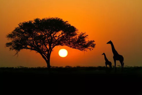 Giraffes at sunset in Africa